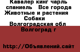 Кавалер кинг чарль спаниель - Все города Животные и растения » Собаки   . Волгоградская обл.,Волгоград г.